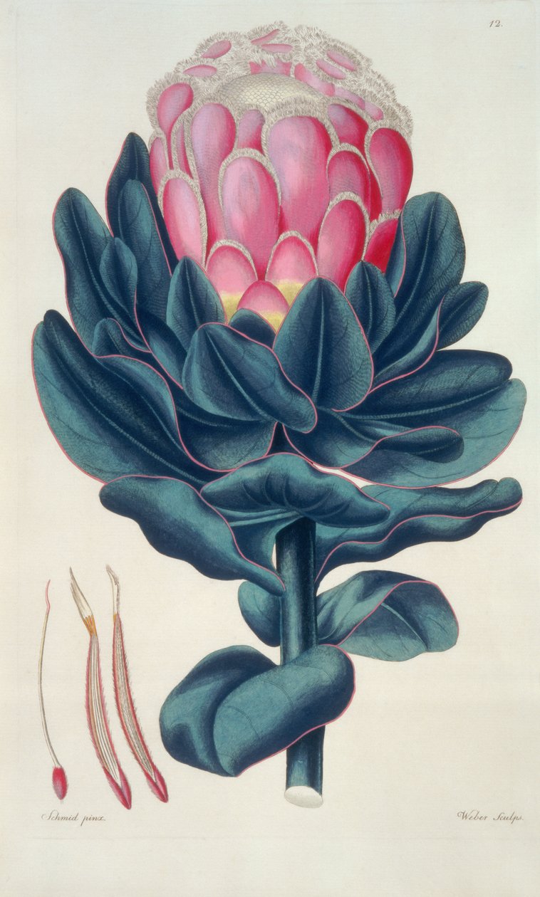 Protea speciosa, Perigonia pistillum (pl.12) Thesaurus Botanicusista tekijältä Leopold Trattinick