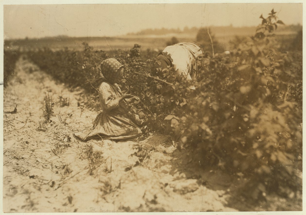 Kuusivuotias puolalainen tyttö poimimassa marjoja koko päivän perheensä kanssa (Scholtz) Rock Creekissä lähellä Baltimorea, Maryland, 1909 tekijältä Lewis Wickes Hine