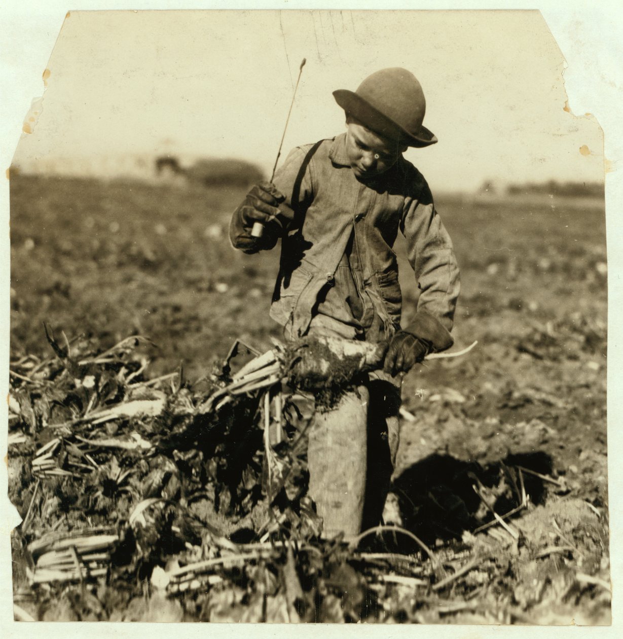 7-vuotias Alex Reiber jatkaa sokerijuurikkaan täytteenä saatuaan "koukkuun" polvensa lähellä Sterlingiä Coloradossa vuonna 1915. tekijältä Lewis Wickes Hine