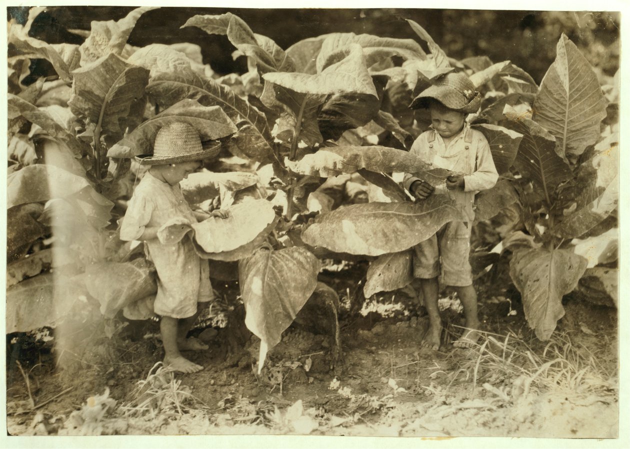 Amos 6 ja Horace 4 mato- ja imitupakkakasveja koko päivän isälleen John Nealille Warren Countyssa, Albatonissa, Kentuckyssa, 1916 tekijältä Lewis Wickes Hine