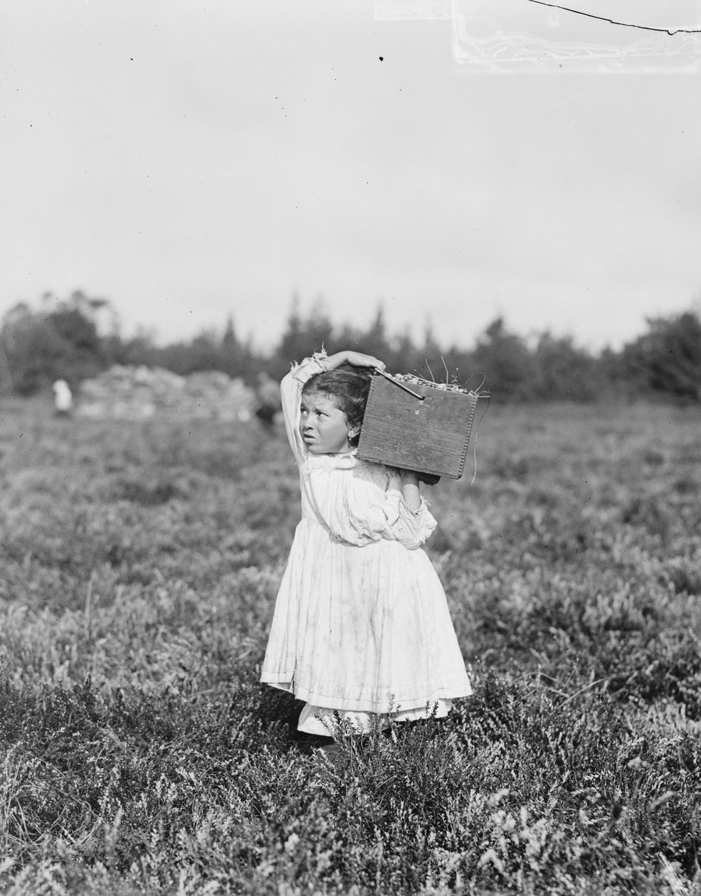 Kahdeksanvuotias Jennie Camillo Philadelphiasta poimimassa karpaloita Theodore Budd