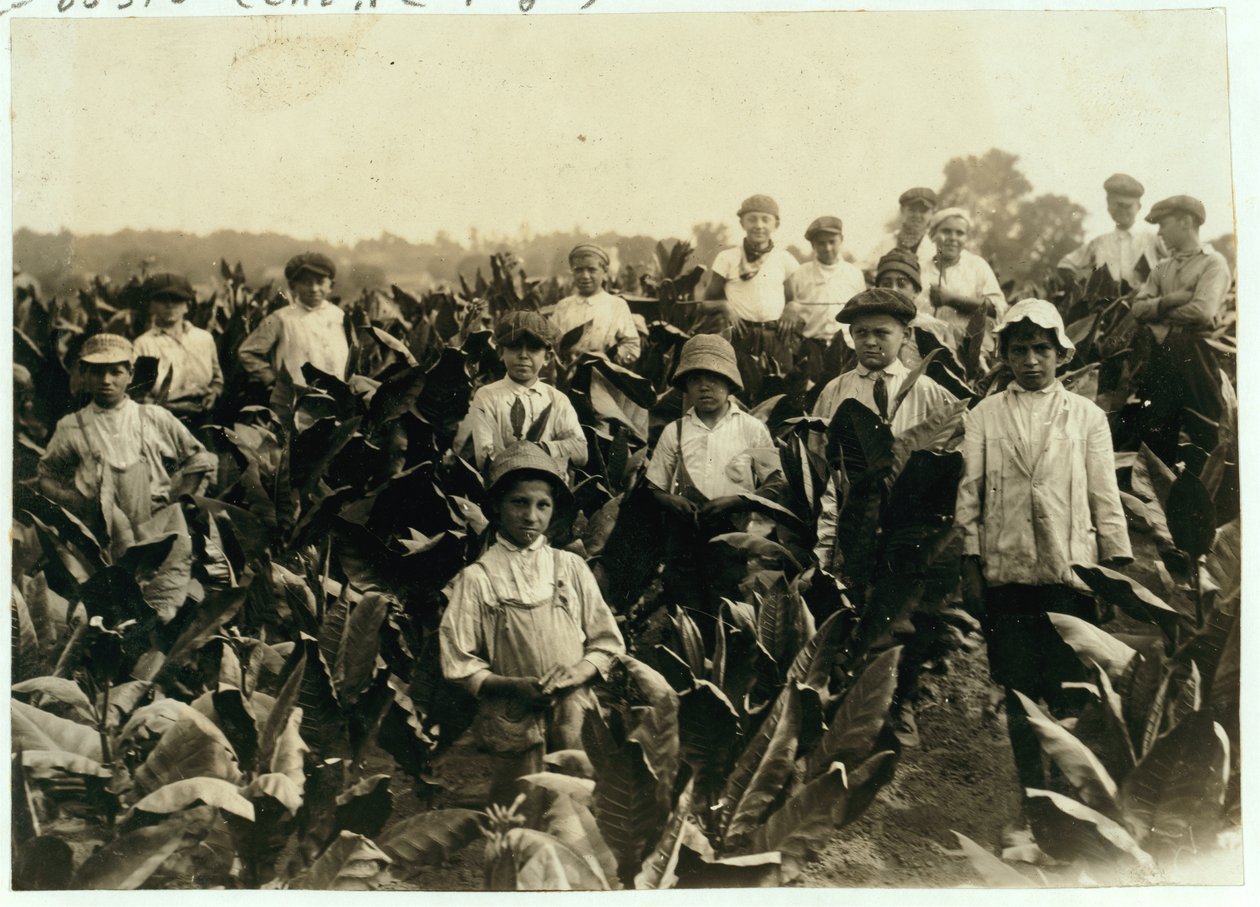 Goodrichin tupakkatila, lähellä Gildersleeveä, Connecticut, 1917. tekijältä Lewis Wickes Hine