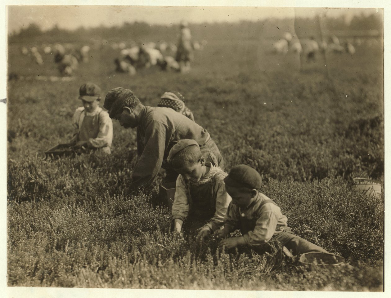 Jo Arnao 3, poimii karpaloita 6-vuotiaan veljensä ja 9-vuotiaan sisarensa kanssa Whites Bogissa, Browns Millsissä, New Jerseyssä, 1910. tekijältä Lewis Wickes Hine