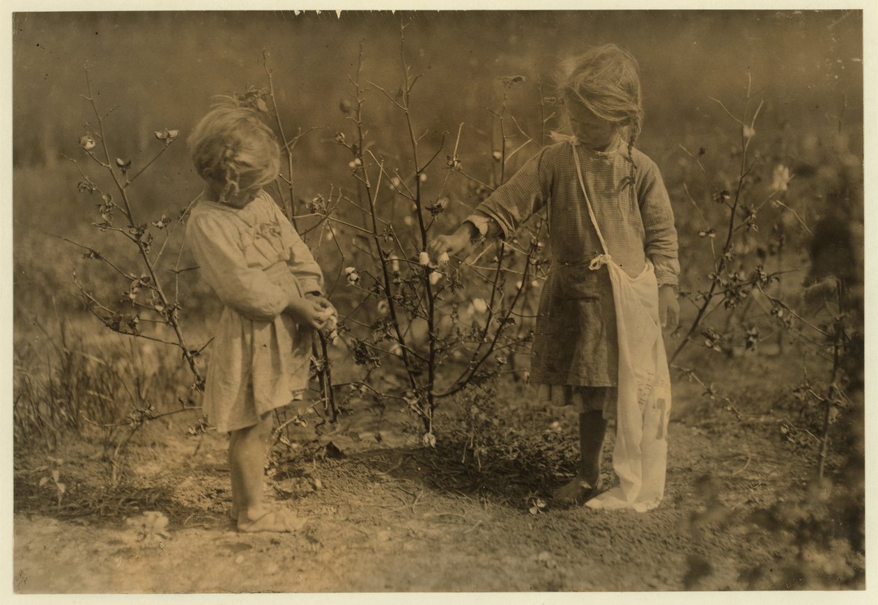 Millie, 4, poimii 8 puntaa puuvillaa päivässä ja Nellie 5, poimii 30 maatilalta lähellä Houstonia Texasissa vuonna 1913. tekijältä Lewis Wickes Hine