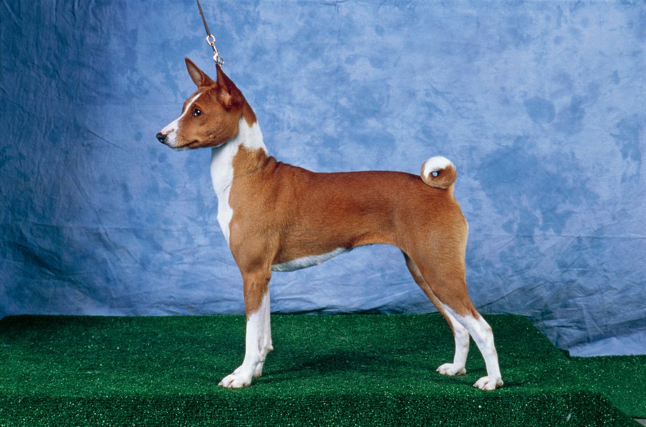 Basenji Dog (foto) finlandès tekijältä Unbekannt Unbekannt