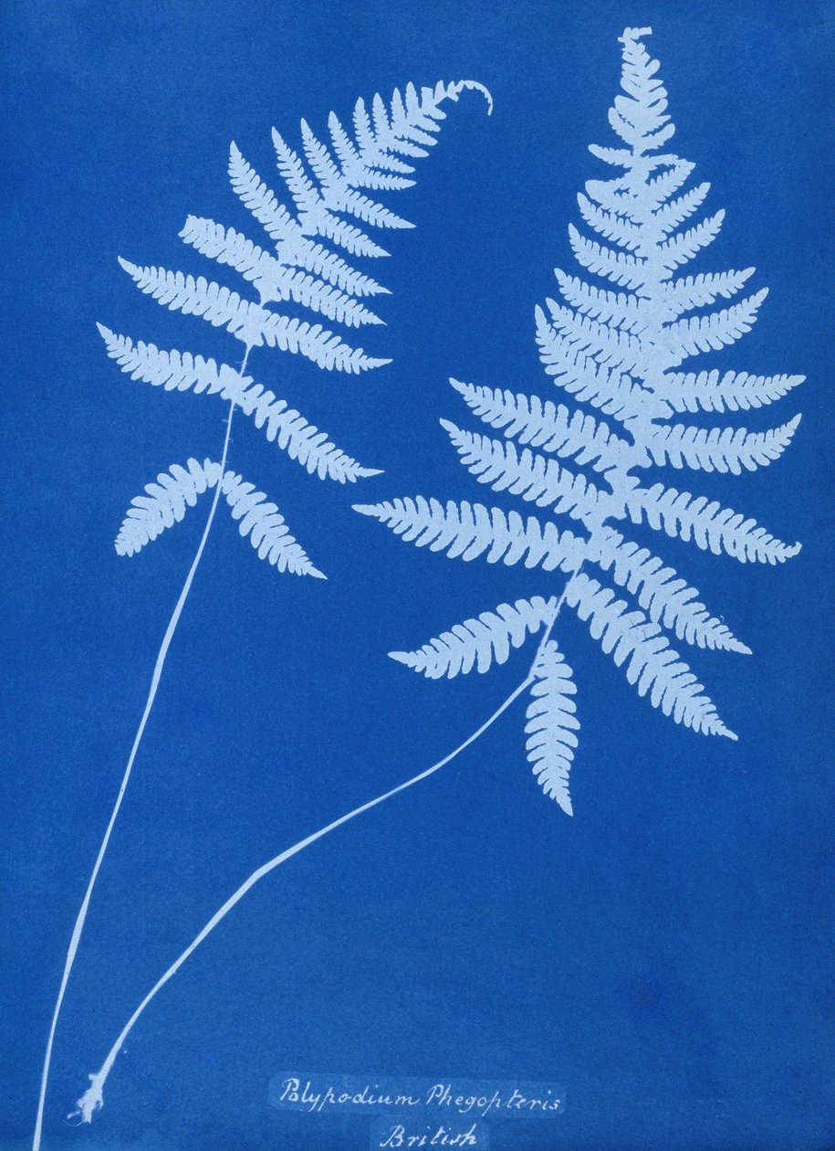 Polypodium phegopteriksen syanotyyppi tekijältä Unbekannt Unbekannt