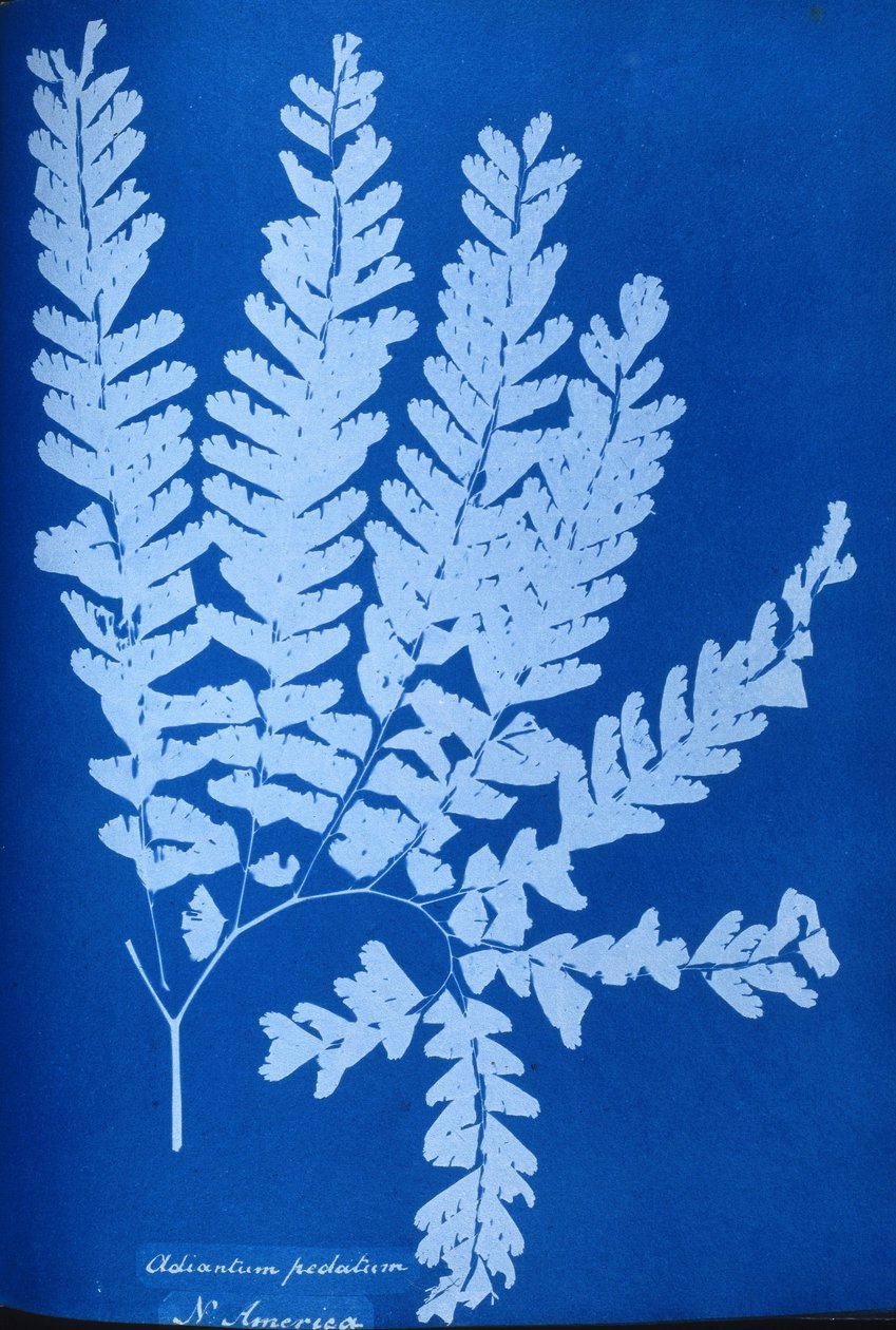 Pohjois-Amerikan saniaisen, Adiantum pedatum, syanotyyppi tekijältä Unbekannt Unbekannt