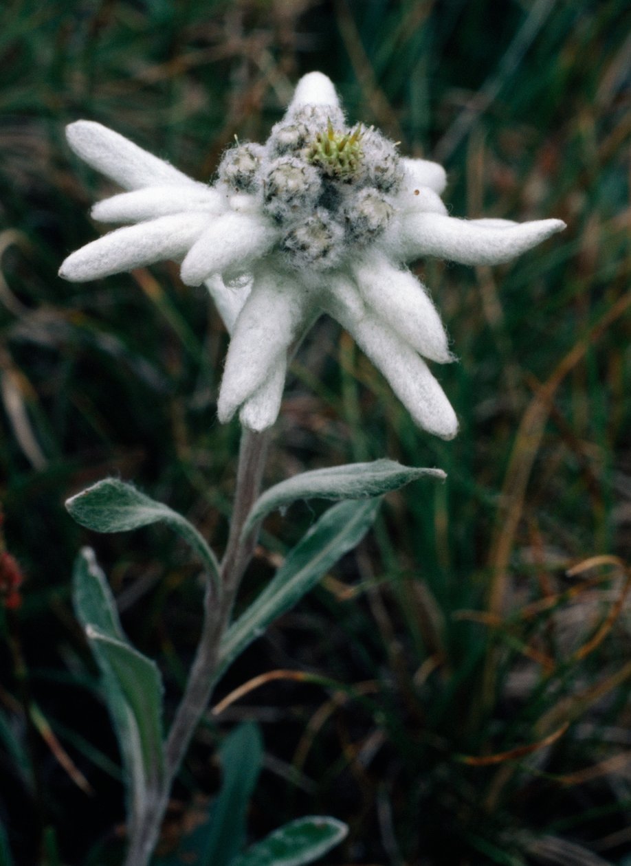Edelweiss (kuva) tekijältä Unbekannt Unbekannt
