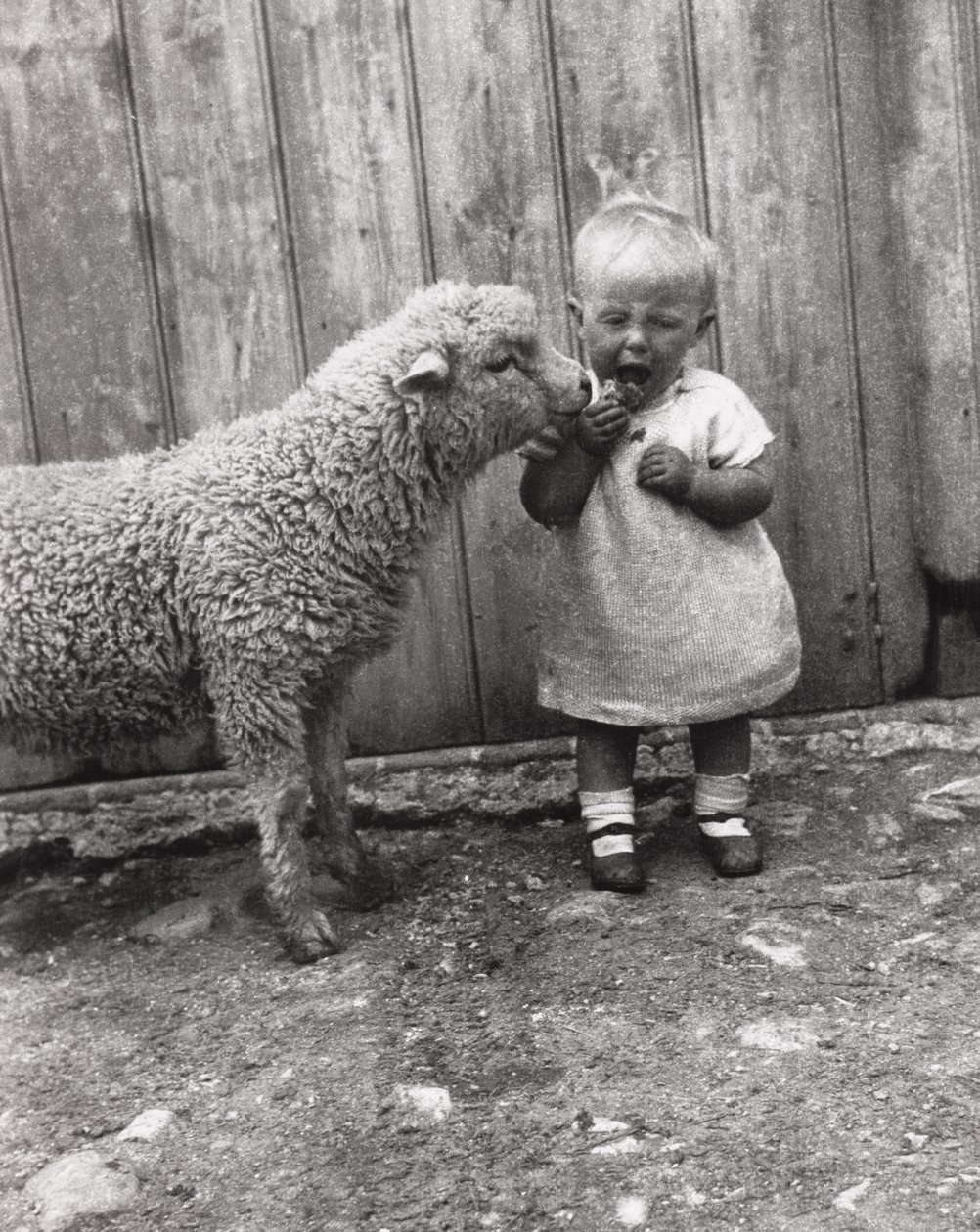 Lammas on kiinnostunut pienen lapsen välipalasta, n. 1930-luku tekijältä Unbekannt Unbekannt