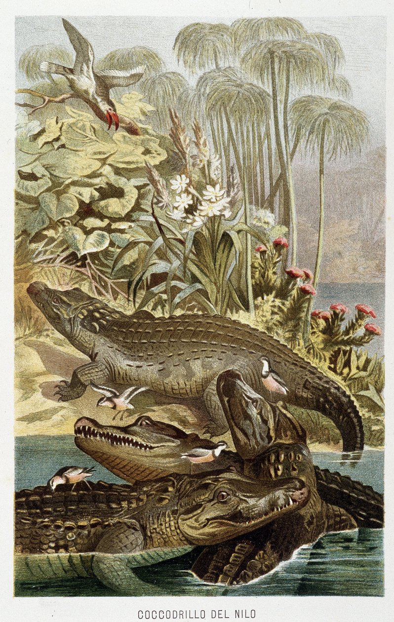 Niilin krokotiilit (crocodylus niloticus) - A.E.:n teoksessa The Life of Animals. Brehm, Torino tekijältä Unbekannt Unbekannt