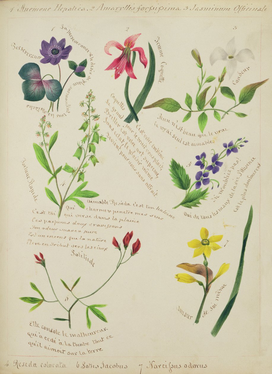 Wild Flowers (sivu luonnoskirjasta jakeesta) tekijältä Lili Cartwright