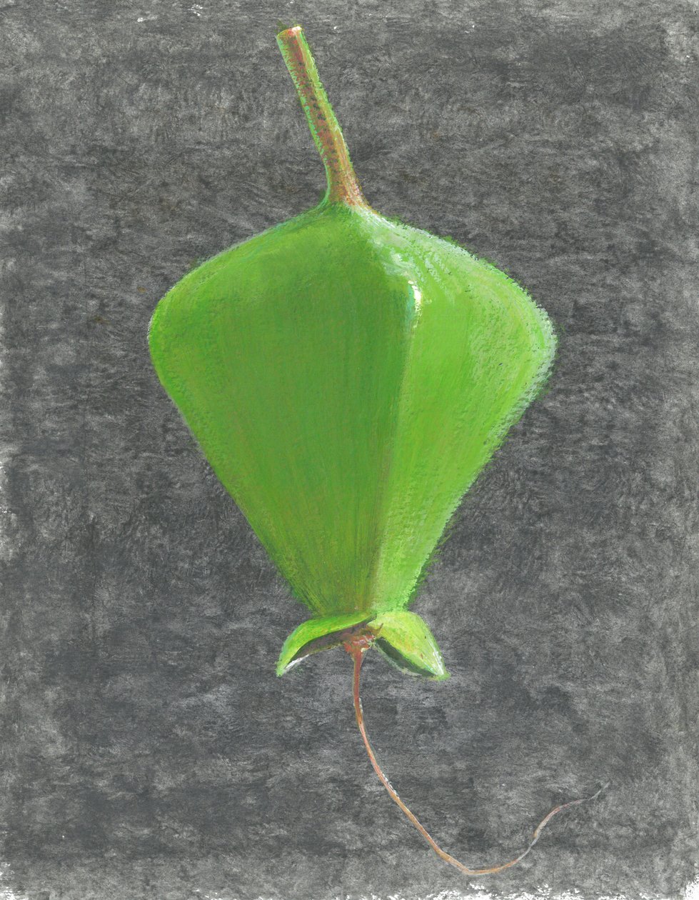 Barringtonia Acutangula (akryyli paperille) tekijältä Lincoln Seligman