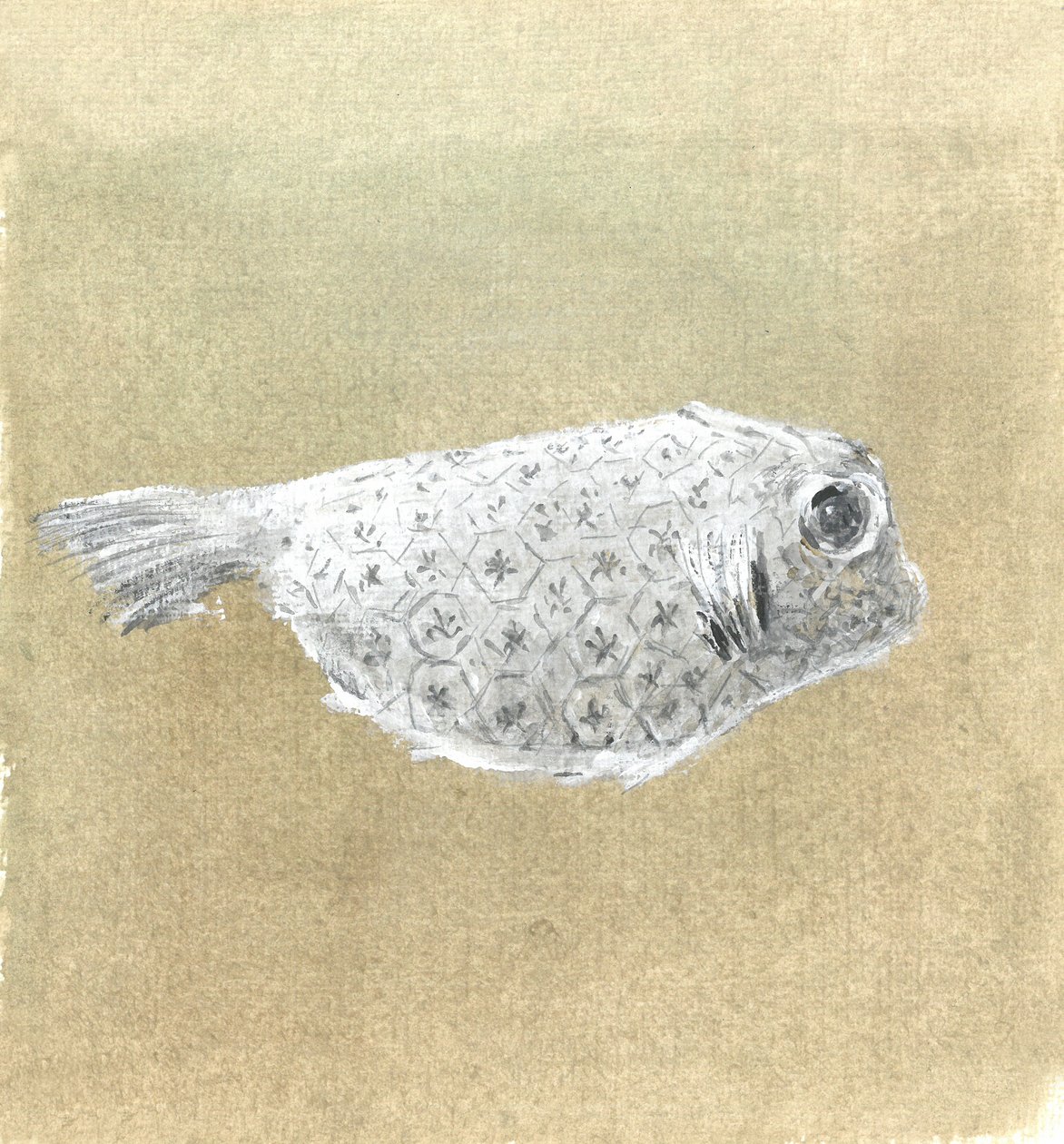 Box Fish, Sri Lanka, 2015 tekijältä Lincoln Seligman