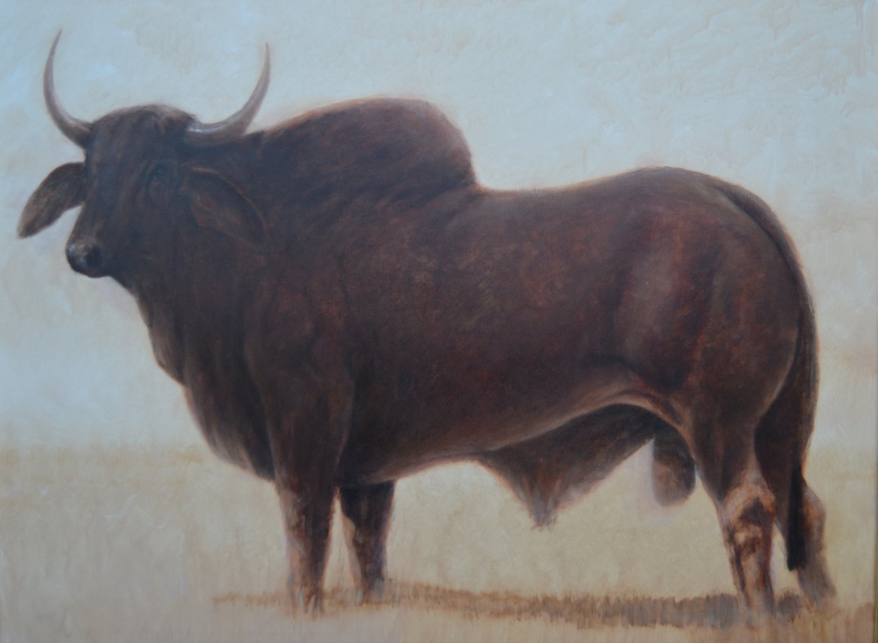 Brahmin Bull tekijältä Lincoln Seligman