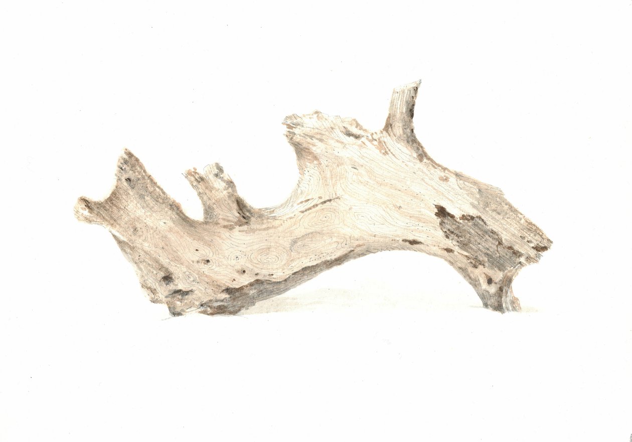 Driftwood, 2015 tekijältä Lincoln Seligman