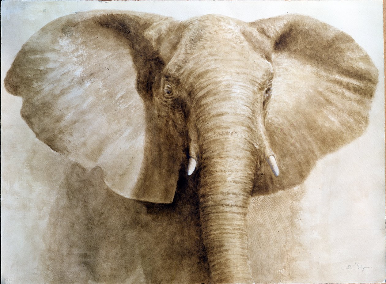 Elefantti, 2004 (akryyli paperille) tekijältä Lincoln Seligman
