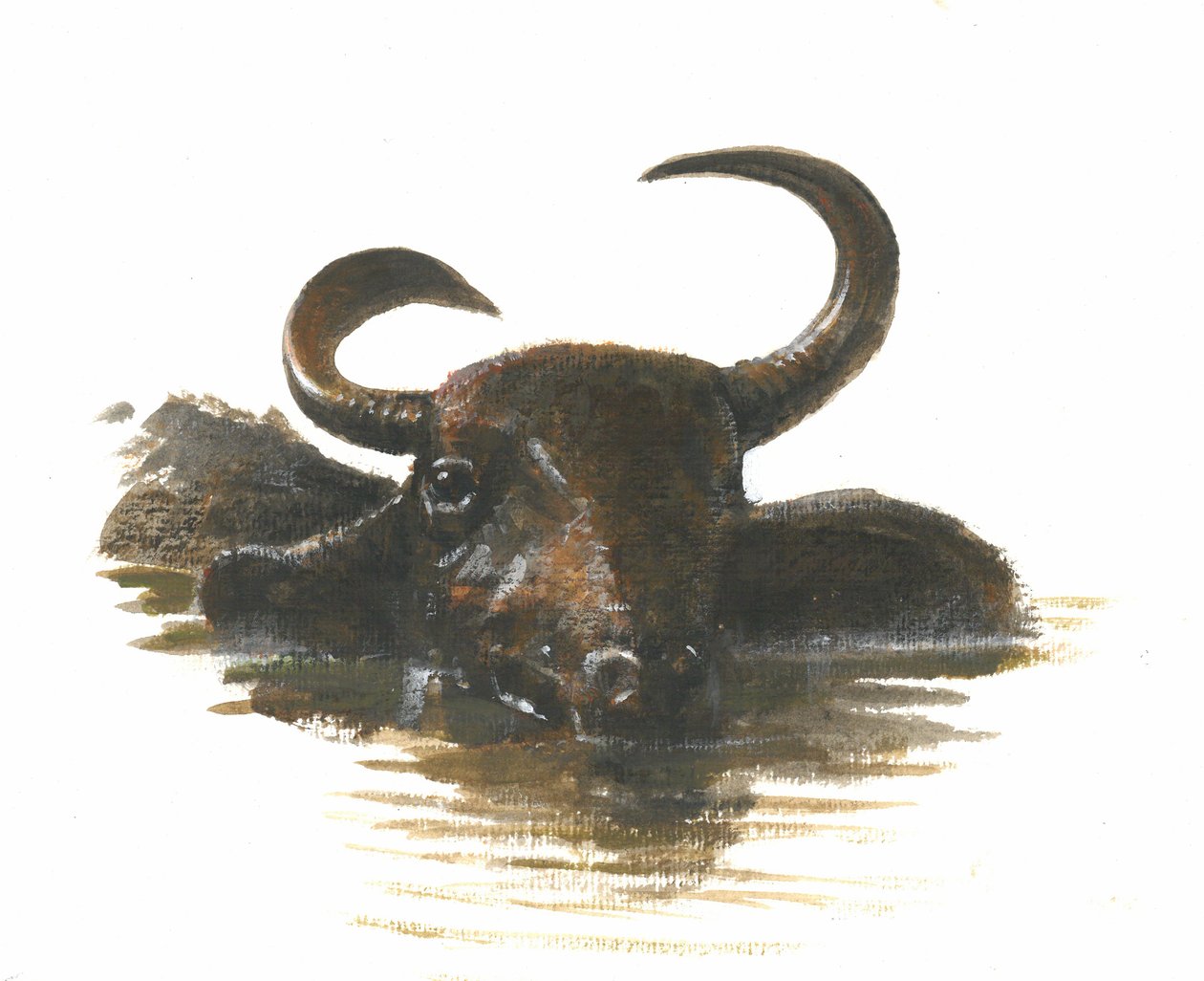 Water Buffalo, 2015 wc paperilla tekijältä Lincoln Seligman