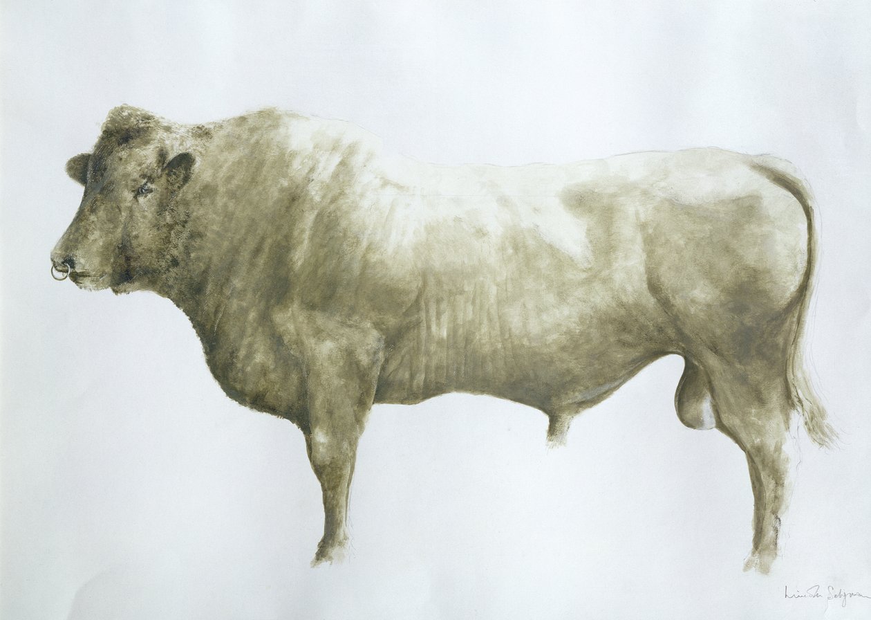 Islay Bull, 2004 (akryyli kankaalle) tekijältä Lincoln Seligman
