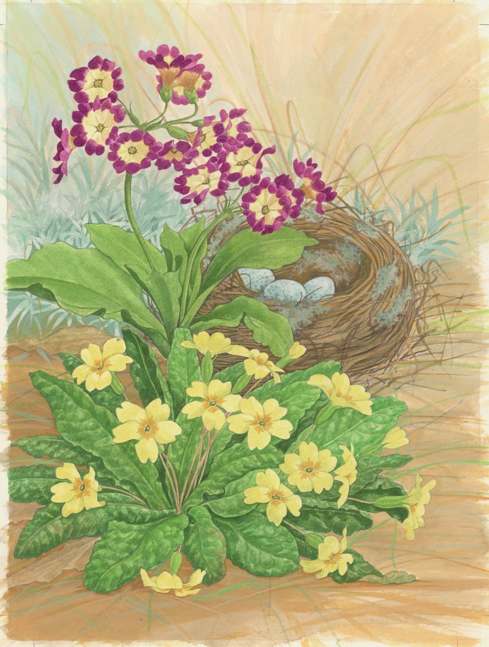 Auricula, Primrose and Nest, 1998 (wc paperilla) tekijältä Linda Benton