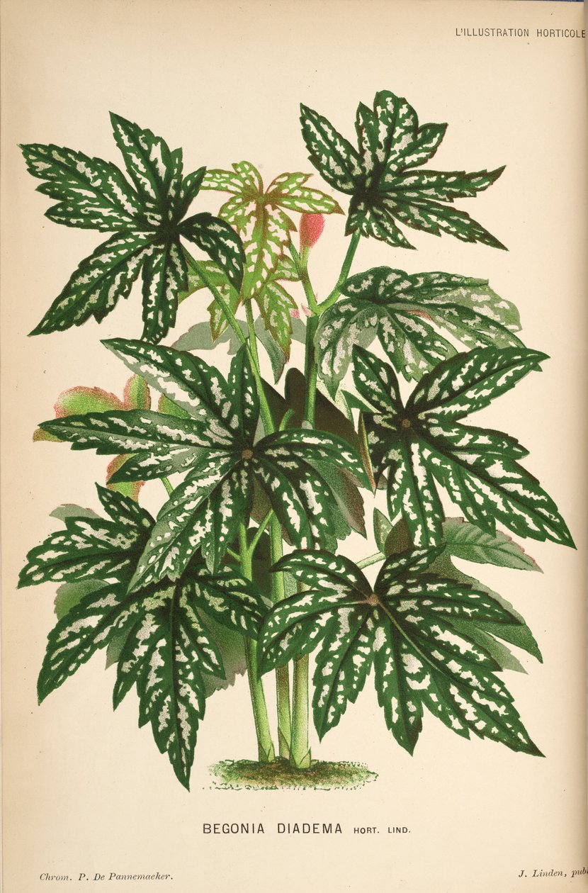 Begonia diadema tekijältä Linden