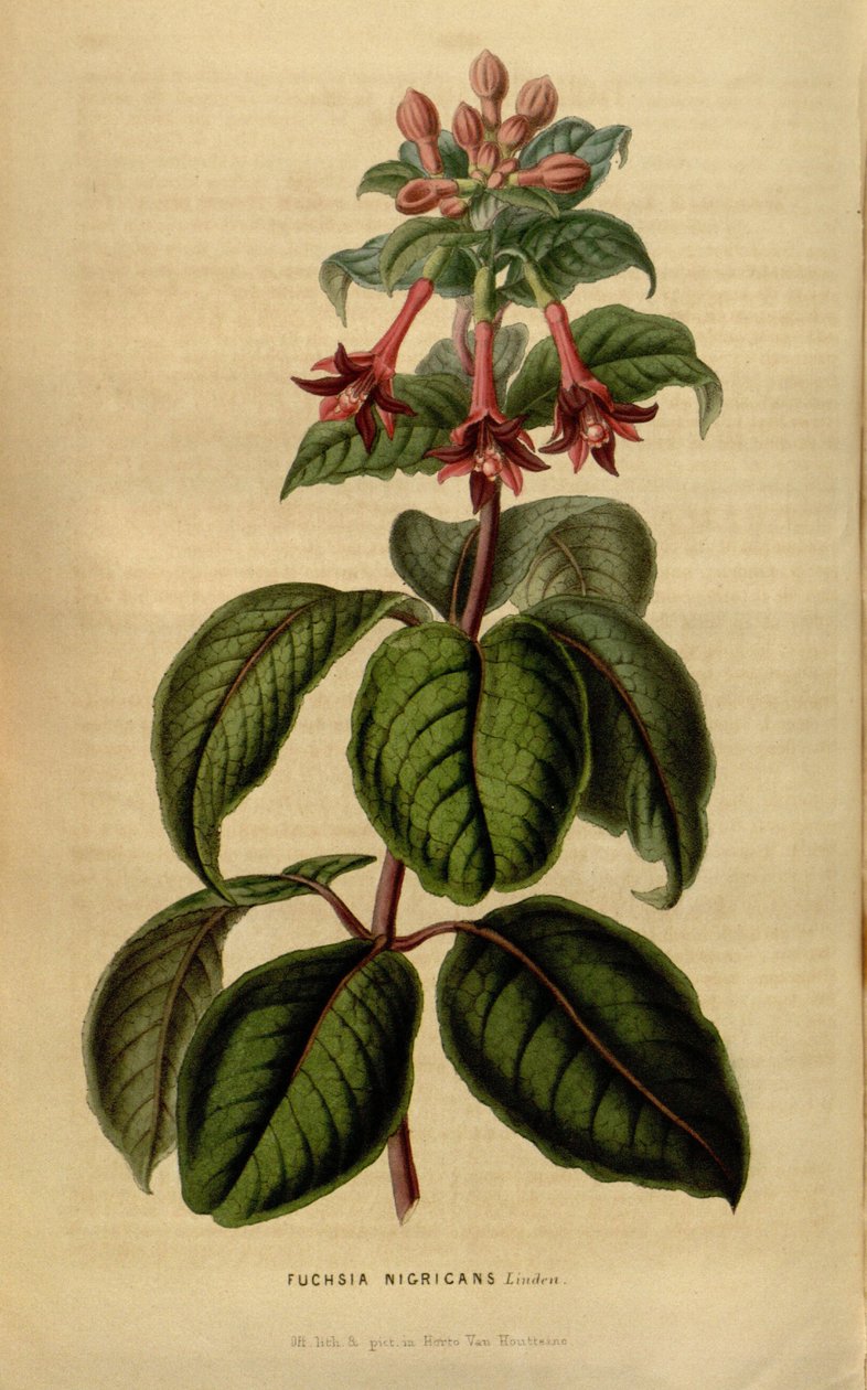 Fuchsia sylvatica tekijältä Linden