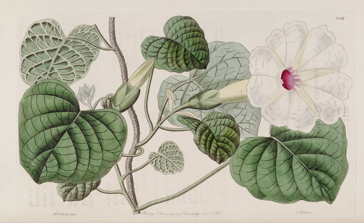 Ipomoea albivenia tekijältä John Lindley