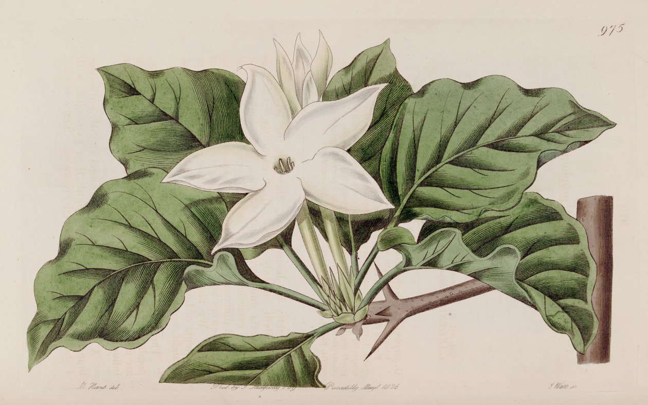 Gardenia lähellä tekijältä Lindley