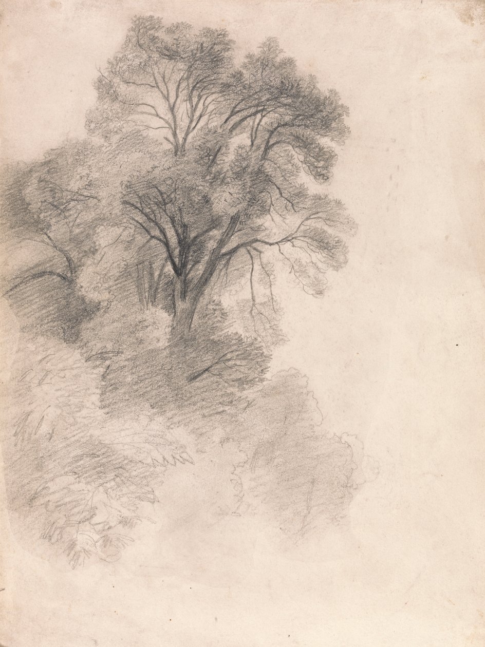 Tuhkapuiden tutkimus tekijältä Lionel Constable