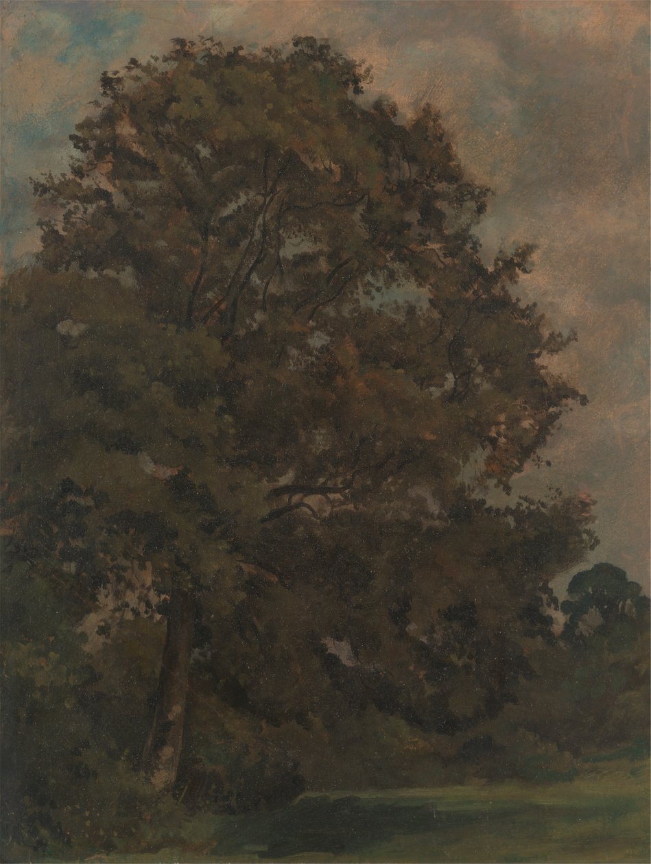 Tuhkapuun tutkimus tekijältä Lionel Constable