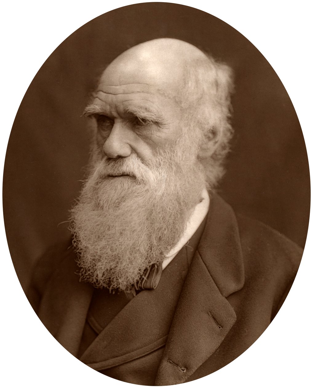 Charles Darwin, 1878. tekijältä Lock and Whitfield