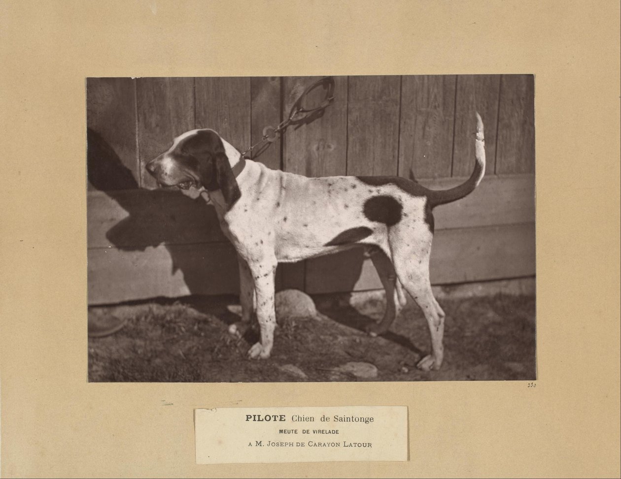 Pilote, Chien de Saintonge, Meute de Virelade, A.M. Joseph de Carayon Latour. tekijältä Leon Cremiere