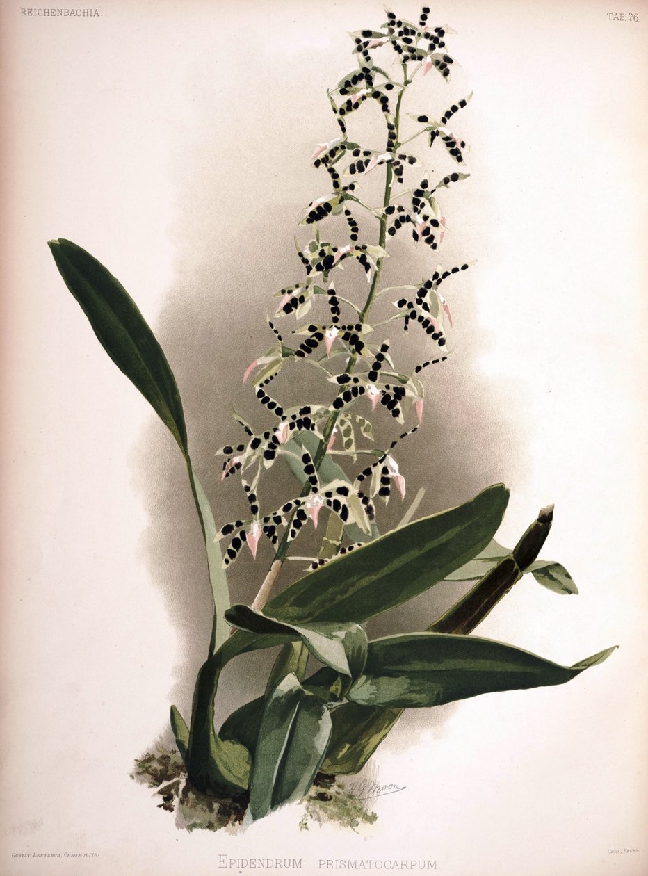 Prosthechea prismatocarpa syn .: Epidendrum prismatocarpum tekijältä London H. Sotheran and Co.