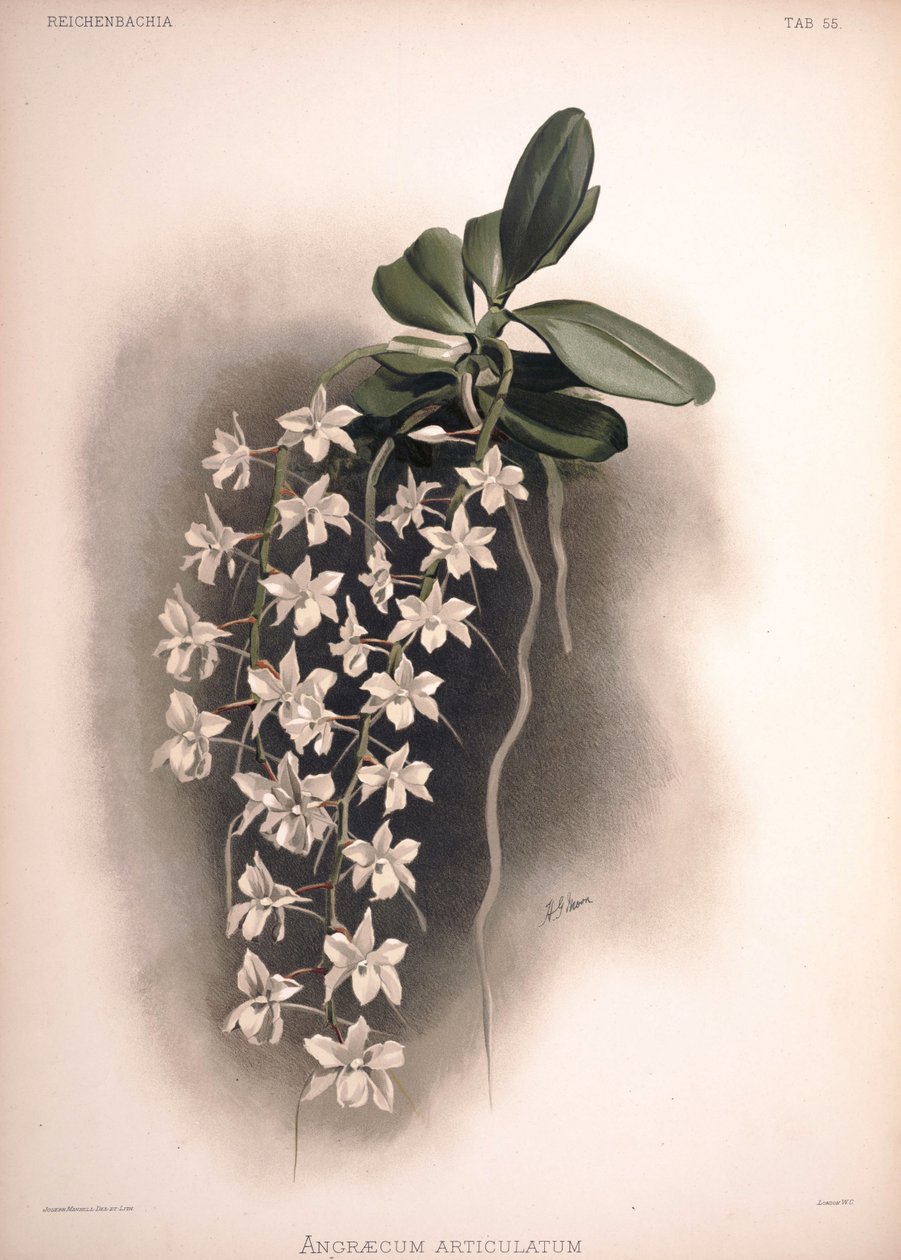 Aerangis articulata, syn .: Angraecum articulatum tekijältä London H. Sotheran and Co.