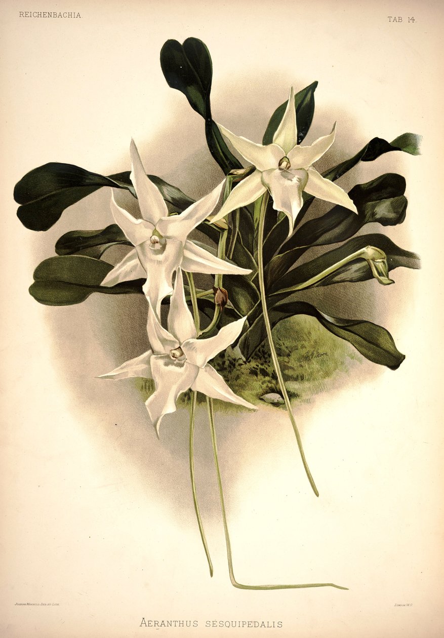 Angraecum sesquipedale tekijältä London H. Sotheran and Co.