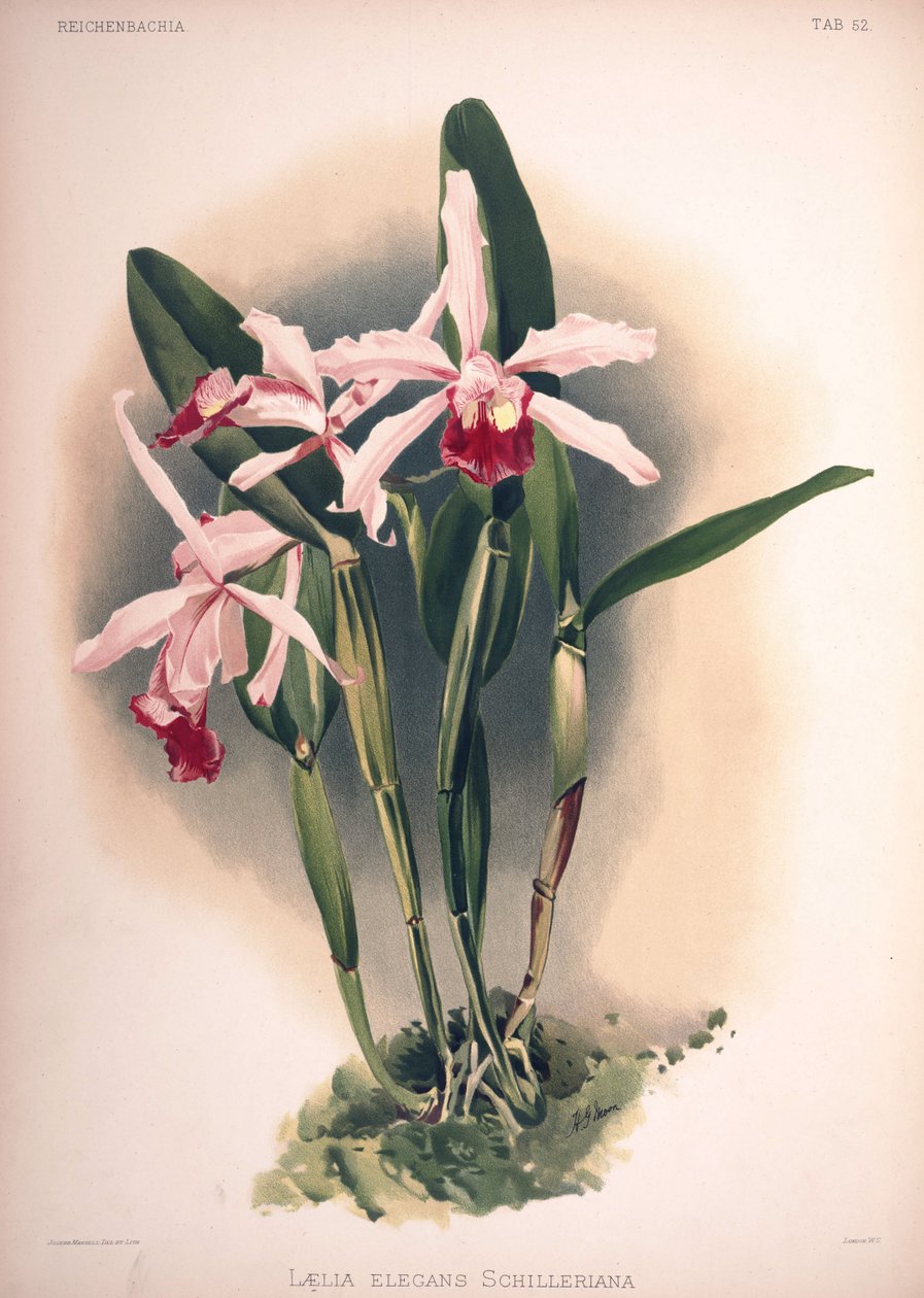 Cattleya × elegans, synonyymi: Laelia × elegans var. schilleriana tekijältä London H. Sotheran and Co.