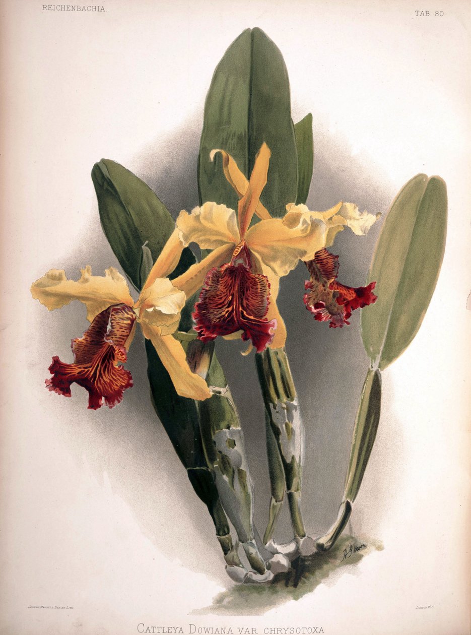 Cattleya dowiana var. aurea synonyymi: Cattleya dowiana var. chrysotoxa tekijältä London H. Sotheran and Co.
