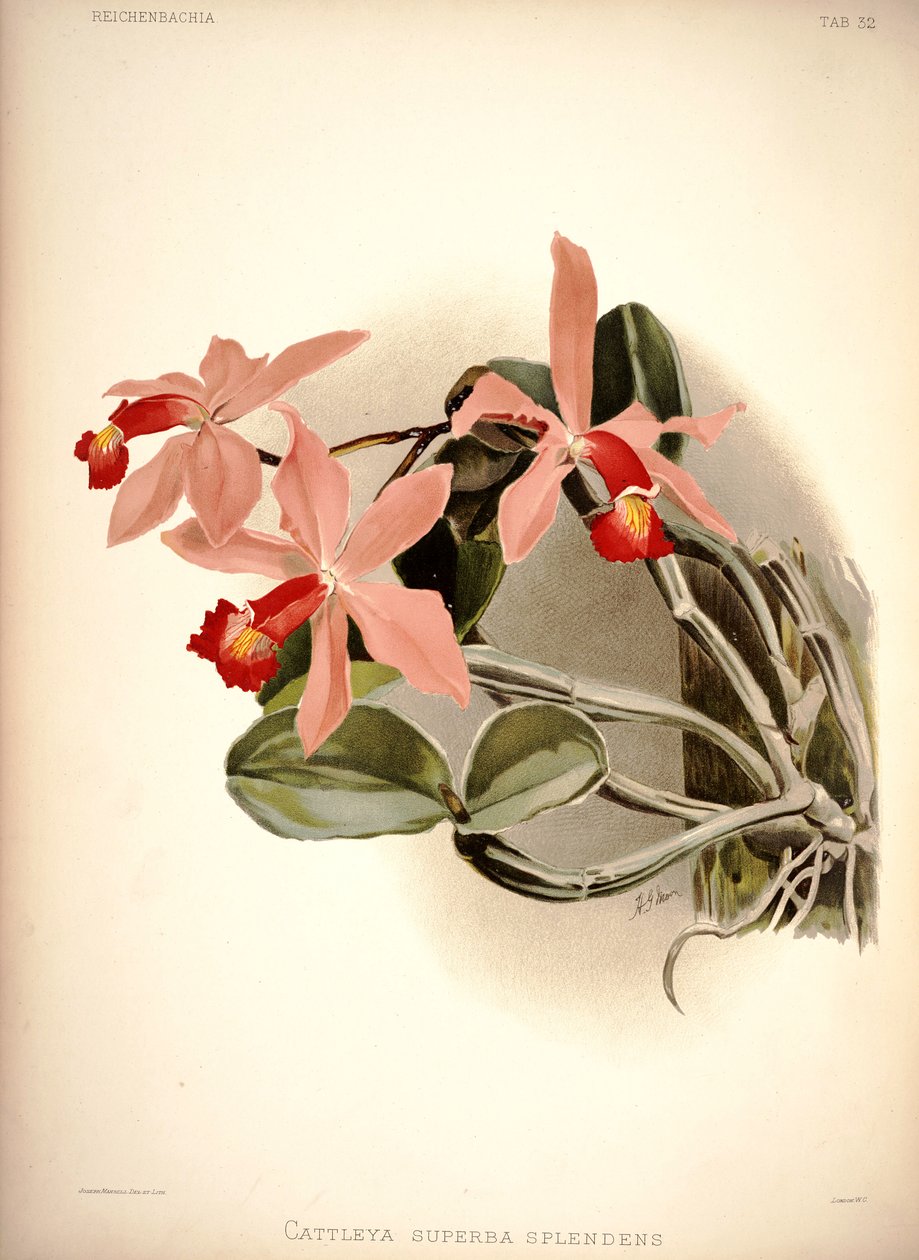 Cattleya violacea tekijältä London H. Sotheran and Co.