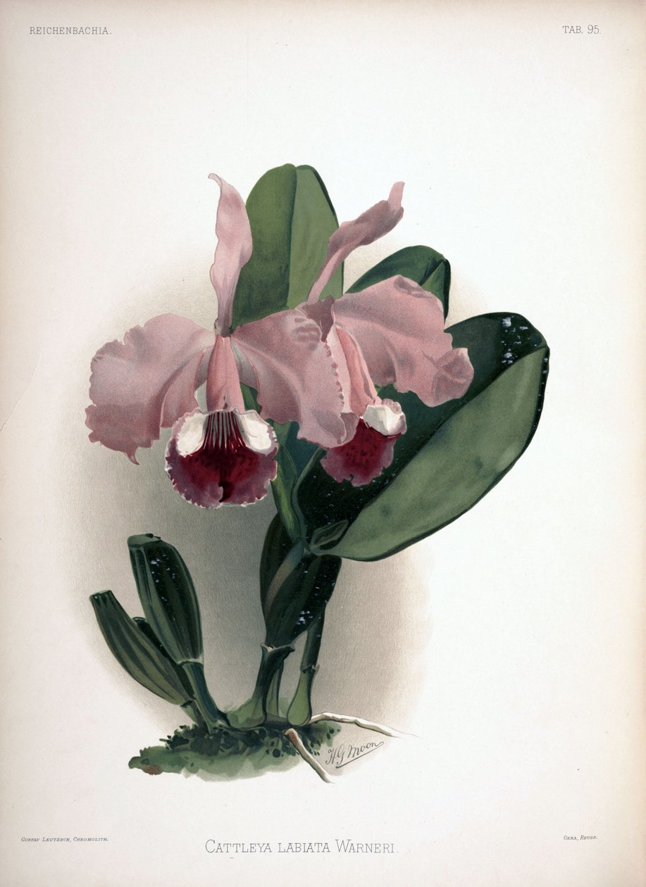Cattleya Warneri syn: Cattleya labiata var. varoittaja tekijältä London H. Sotheran and Co.