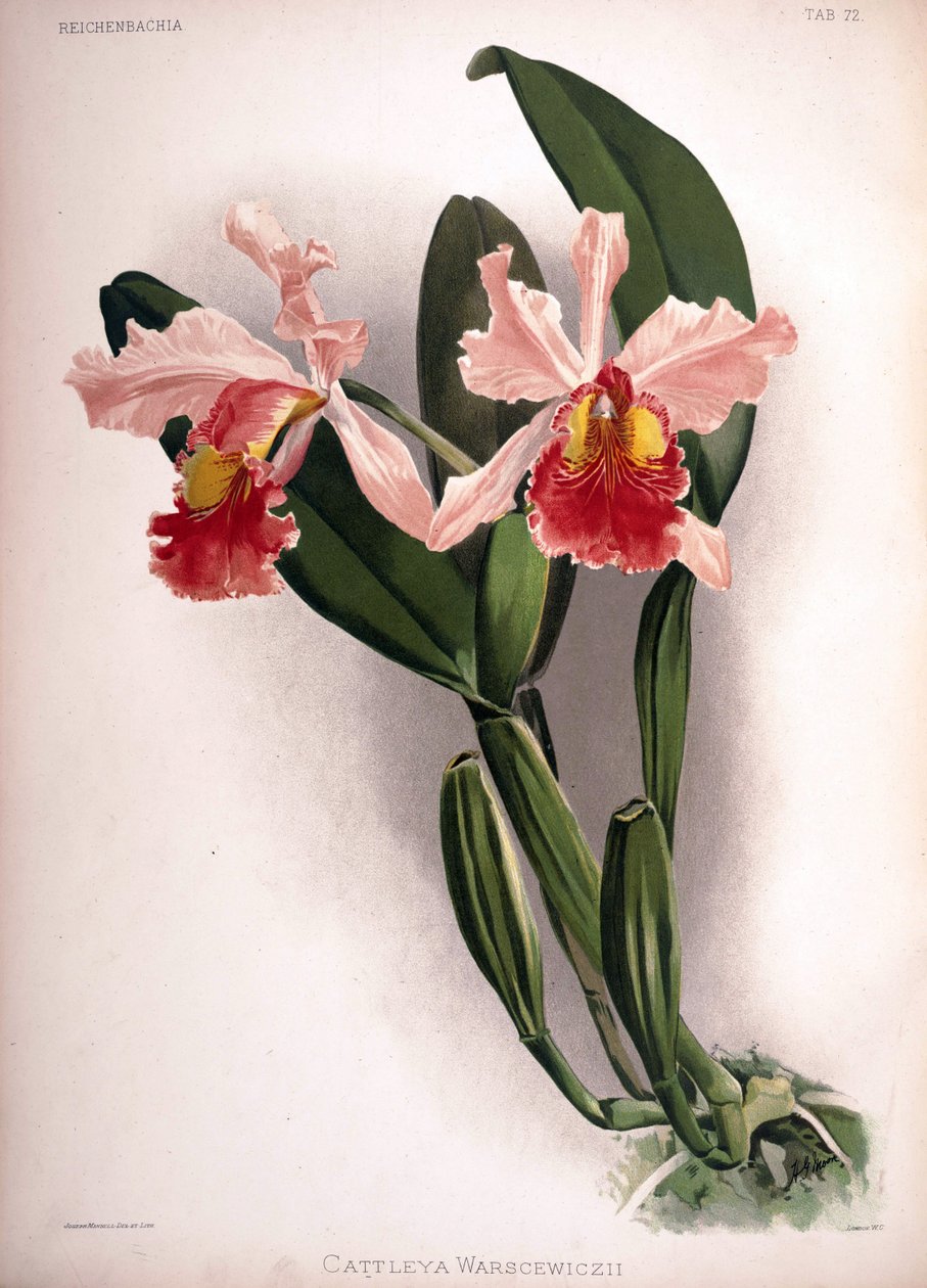 Cattleya warscewiczii tekijältä London H. Sotheran and Co.