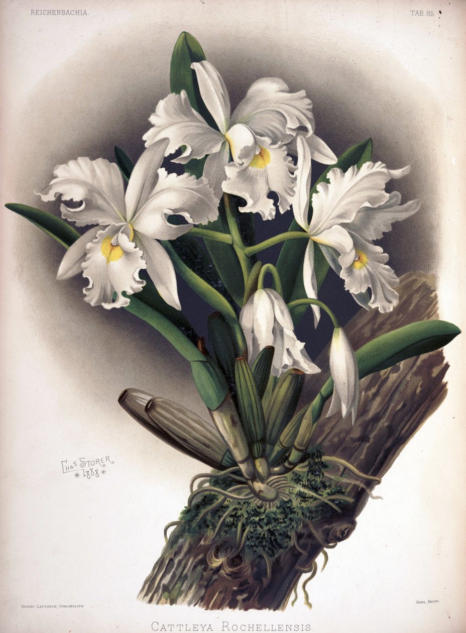 Cattleya warscewiczii syn: Cattleya warscewiczii f. rochellensis tekijältä London H. Sotheran and Co.