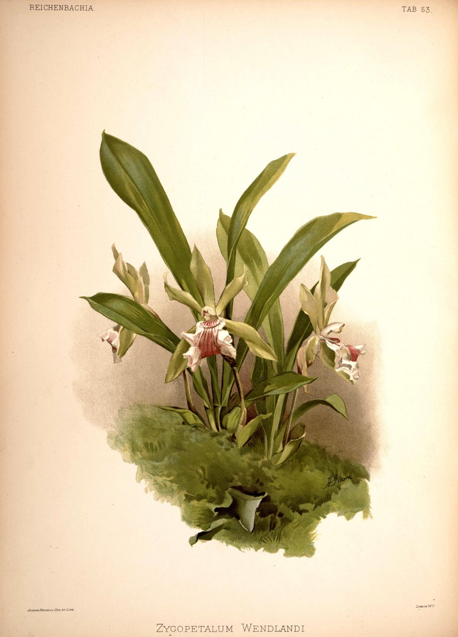Cochleanthes aromatica, syn .: Zygopetalum wendlandii tekijältä London H. Sotheran and Co.