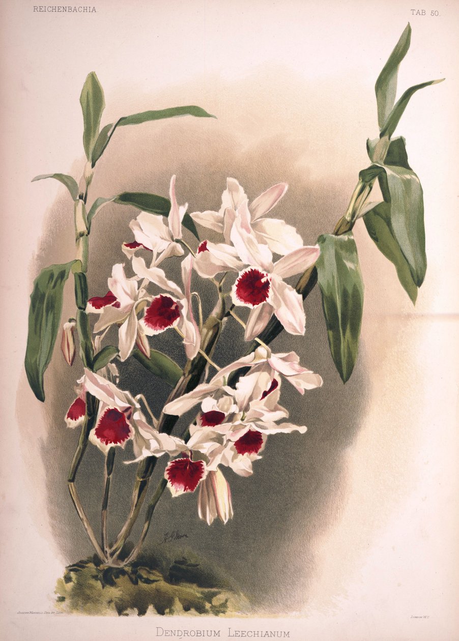 Dendrobium × leechianum tekijältä London H. Sotheran and Co.
