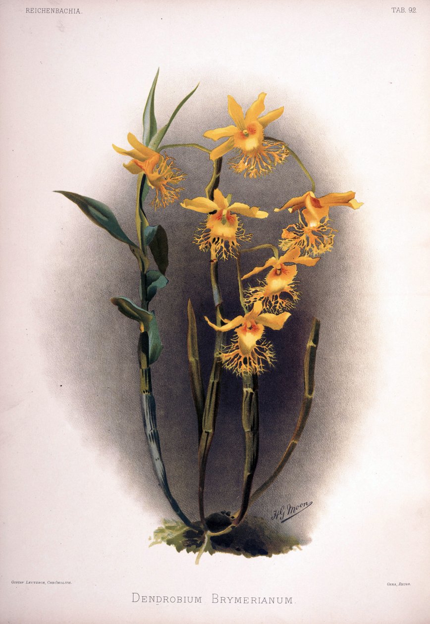 Dendrobium brymerianum tekijältä London H. Sotheran and Co.