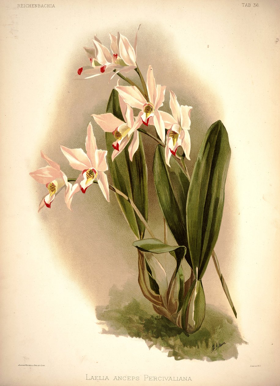 Laelia anceps tekijältä London H. Sotheran and Co.