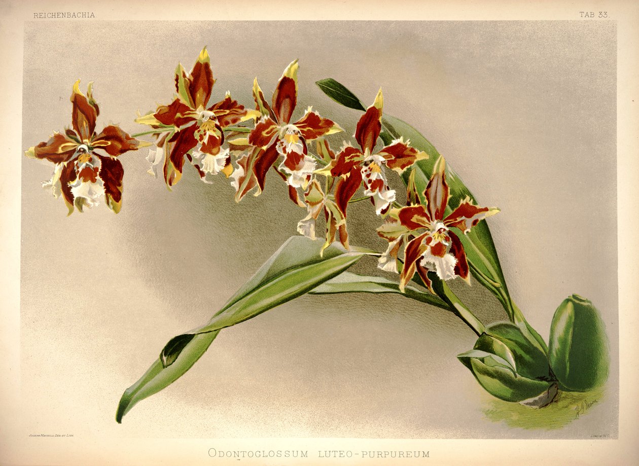 Odontoglossum luteopurpureum tekijältä London H. Sotheran and Co.