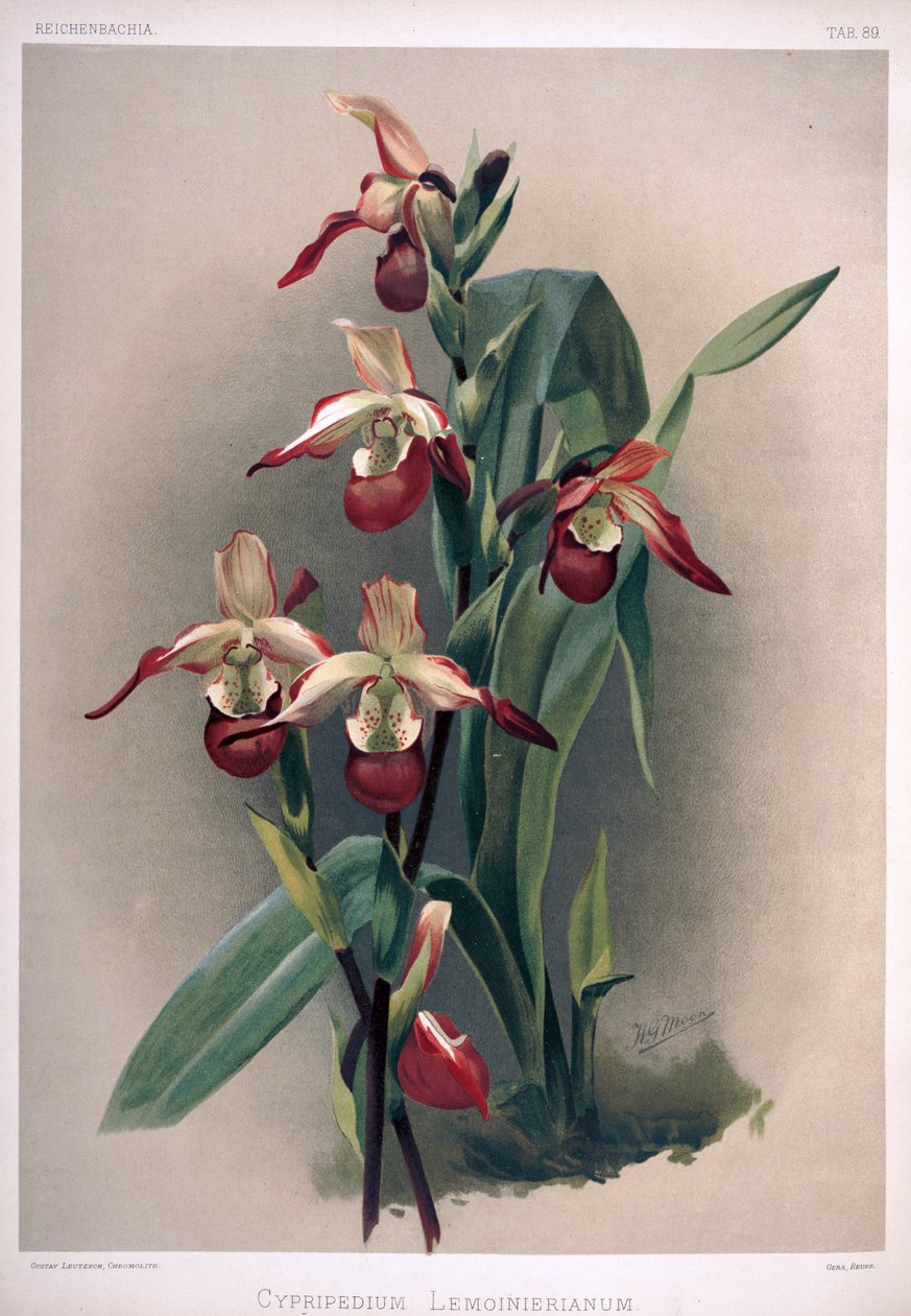 Phragmipedium × sedenii syn: Cypripedium × lemoinierianum tekijältä London H. Sotheran and Co.