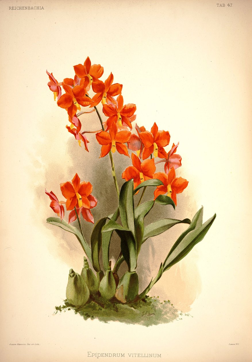 Prosthechea vitellina tekijältä London H. Sotheran and Co.