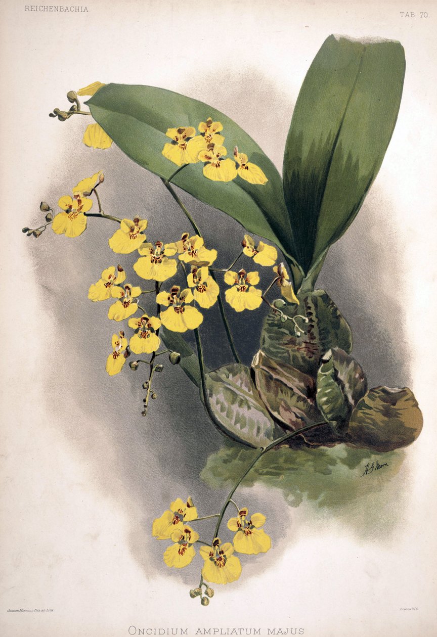 Rossioglossum ampliatum syn: Oncidium ampliatum var. majus tekijältä London H. Sotheran and Co.