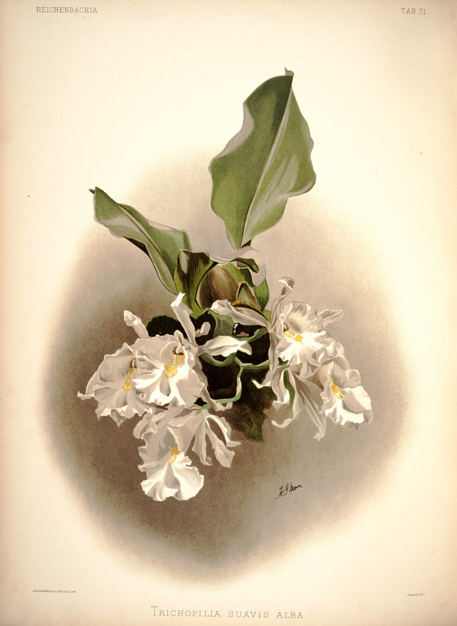 Trichopilia suavis tekijältä London H. Sotheran and Co.