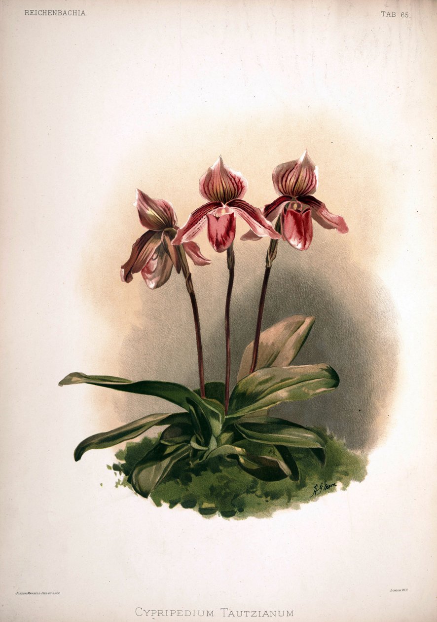 Cypripedium × tautzianum -lajike = (Paphiopedilum barbatum × Paphiopedilum niveum) tekijältä London H. Sotheran and Co.